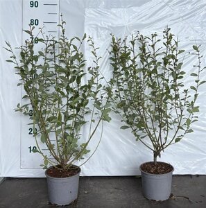Salix aurita 60-80 cm cont. 2,0L - afbeelding 1