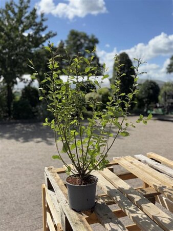 Salix aurita 60-80 cm cont. 2,0L - afbeelding 2
