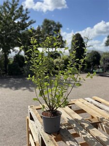 Salix aurita 60-80 cm cont. 2,0L - afbeelding 2