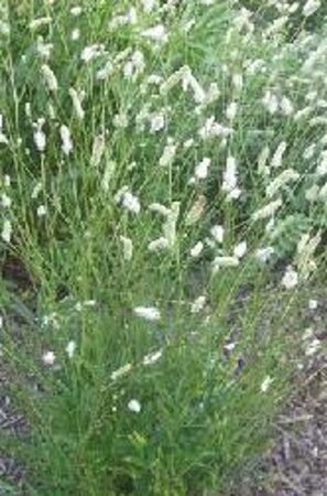 Sanguisorba 'Burr Blanc' geen maat specificatie 0,55L/P9cm