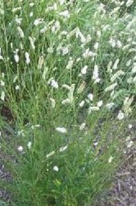 Sanguisorba 'Burr Blanc' geen maat specificatie 0,55L/P9cm