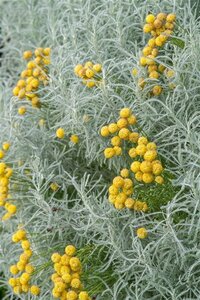 Santolina chamaecyparissus geen maat specificatie 0,55L/P9cm - afbeelding 8