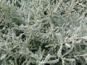 Santolina chamaecyparissus geen maat specificatie 0,55L/P9cm