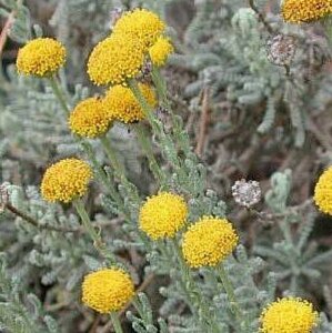 Santolina chamaecyparissus geen maat specificatie 0,55L/P9cm - afbeelding 4