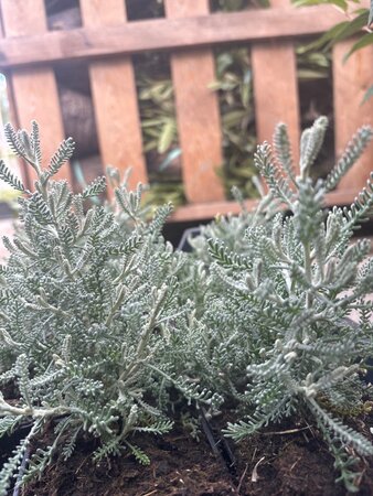 Santolina chamaecyparissus geen maat specificatie 0,55L/P9cm - afbeelding 4