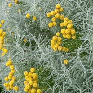 Santolina chamaecyparissus geen maat specificatie 0,55L/P9cm - afbeelding 3