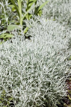 Santolina chamaecyparissus geen maat specificatie 0,55L/P9cm - afbeelding 5