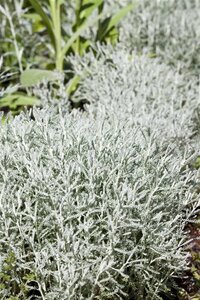 Santolina chamaecyparissus geen maat specificatie 0,55L/P9cm - afbeelding 5