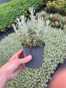 Santolina chamaecyparissus geen maat specificatie 0,55L/P9cm - afbeelding 11