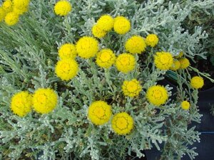 Santolina chamaecyparissus geen maat specificatie 0,55L/P9cm - afbeelding 2