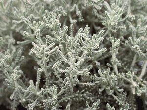 Santolina chamaecyparissus geen maat specificatie 0,55L/P9cm - afbeelding 7