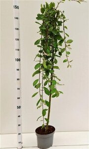 Salix caprea 'Kilmarnock' 120 cm stam cont. 5,0L