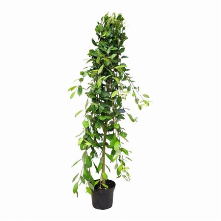 Salix caprea 'Kilmarnock' 120 cm stam cont. 5,0L - afbeelding 4