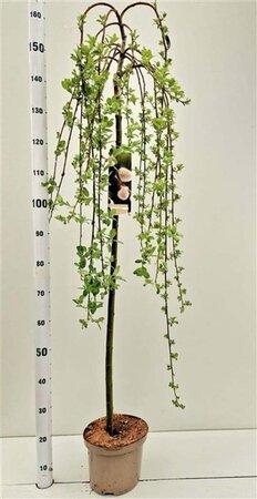 Salix caprea 'Kilmarnock' 120 cm stam cont. 5,0L - afbeelding 3