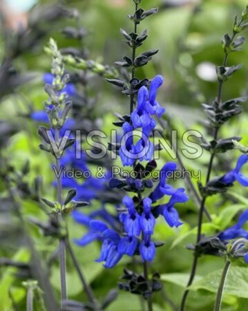 Salvia g. 'Black and Blue' geen maat specificatie 0,55L/P9cm