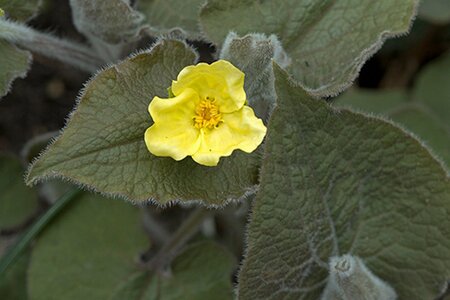 Saruma henryi geen maat specificatie 0,55L/P9cm