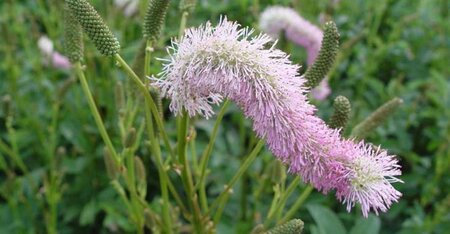 Sanguisorba h. 'Pink Brushes' geen maat specificatie 0,55L/P9cm - afbeelding 1