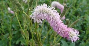 Sanguisorba h. 'Pink Brushes' geen maat specificatie 0,55L/P9cm - afbeelding 1