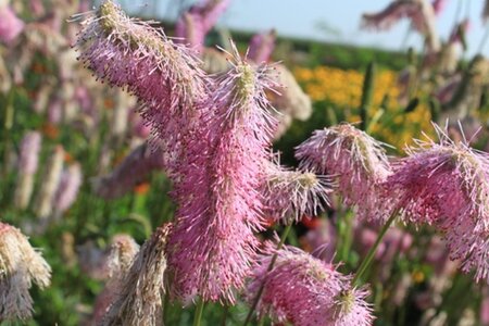 Sanguisorba h. 'Pink Brushes' geen maat specificatie 0,55L/P9cm - afbeelding 2