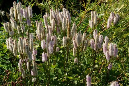 Sanguisorba h. 'Pink Brushes' geen maat specificatie 0,55L/P9cm - afbeelding 3