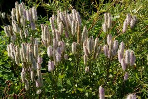 Sanguisorba h. 'Pink Brushes' geen maat specificatie 0,55L/P9cm - image 3