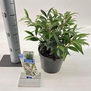 Sarcococca h. Purple Gem 20-25 cm cont. 2,0L - afbeelding 1