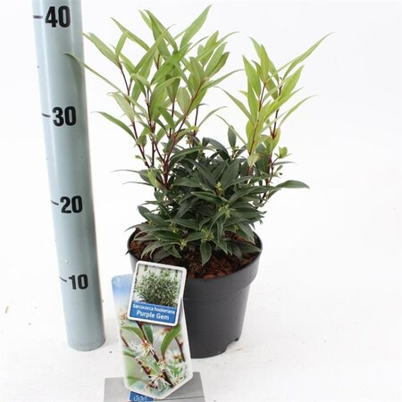 Sarcococca h. Purple Gem 20-25 cm cont. 2,0L - afbeelding 2