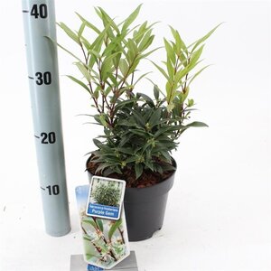 Sarcococca h. Purple Gem 20-25 cm cont. 2,0L - afbeelding 2