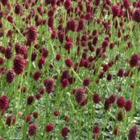 Sanguisorba 'Little Angel' geen maat specificatie 0,55L/P9cm
