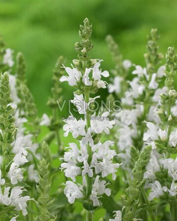 Salvia nem. Sensation White geen maat specificatie 0,55L/P9cm - afbeelding 1