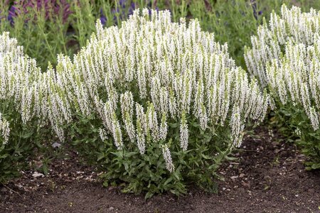 Salvia nem. Sensation White geen maat specificatie 0,55L/P9cm - afbeelding 2
