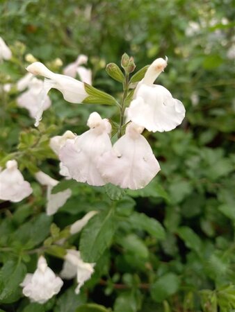 Salvia micr. 'Gletsjer' geen maat specificatie 0,55L/P9cm - afbeelding 1