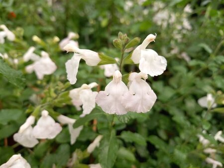 Salvia micr. 'Gletsjer' geen maat specificatie 0,55L/P9cm - afbeelding 2