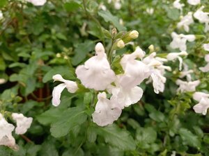 Salvia micr. 'Gletsjer' geen maat specificatie 0,55L/P9cm - afbeelding 3