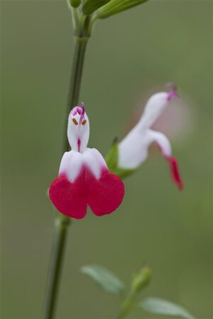 Salvia micr. 'Hot Lips' geen maat specificatie 0,55L/P9cm - afbeelding 9