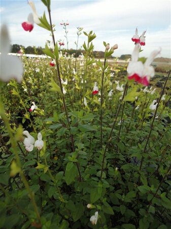 Salvia micr. 'Hot Lips' geen maat specificatie 0,55L/P9cm - afbeelding 3