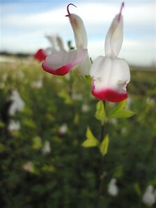 Salvia micr. 'Hot Lips' geen maat specificatie 0,55L/P9cm - afbeelding 2