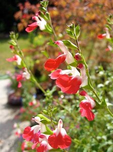 Salvia micr. 'Hot Lips' geen maat specificatie 0,55L/P9cm - afbeelding 6