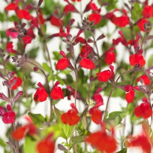 Salvia micr. 'Hot Lips' geen maat specificatie 0,55L/P9cm - afbeelding 5