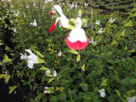 Salvia micr. 'Hot Lips' geen maat specificatie 0,55L/P9cm - afbeelding 10