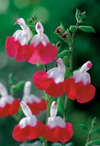 Salvia micr. 'Hot Lips' geen maat specificatie 0,55L/P9cm - afbeelding 4