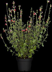 Salvia micr. 'Hot Lips' geen maat specificatie 0,55L/P9cm - afbeelding 8