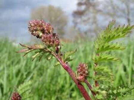 Sanguisorba minor geen maat specificatie 0,55L/P9cm - afbeelding 3