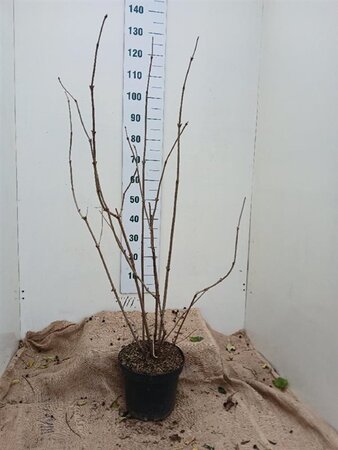 Sambucus nigra 100-125 cm cont. 7,5L - afbeelding 2