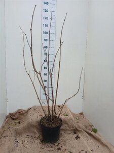 Sambucus nigra 100-125 cm cont. 7,5L - afbeelding 2