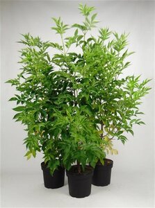 Sambucus nigra 100-125 cm cont. 7,5L