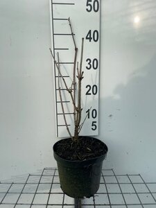 Sambucus nigra 40-50 cm cont. 3,0L