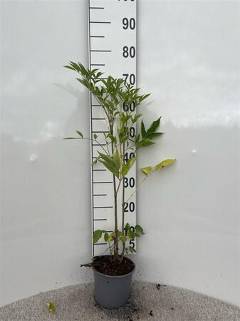 Sambucus nigra 60-80 cm cont. 2,0L - afbeelding 1