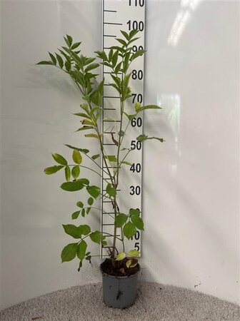Sambucus nigra 60-80 cm cont. 2,0L - afbeelding 2