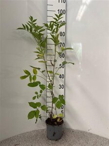 Sambucus nigra 60-80 cm cont. 2,0L - afbeelding 2